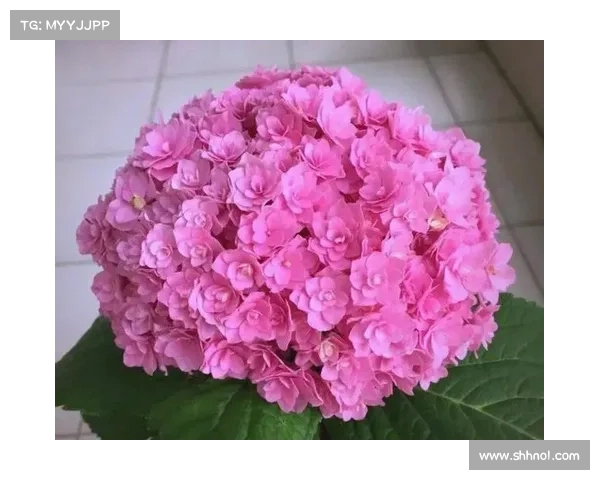 高地红石榴的种植技巧与日常养护全方位指南 高地红石榴的种植技巧与日常养护全方位指南